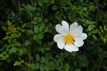 琉球野薔薇
